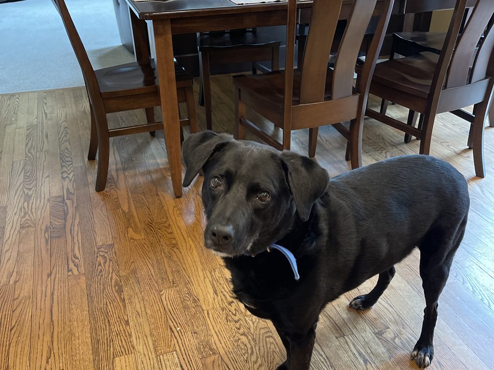 Axel, the black Labrador mix adopted in 2013 who inspired The Axee Bear Company
