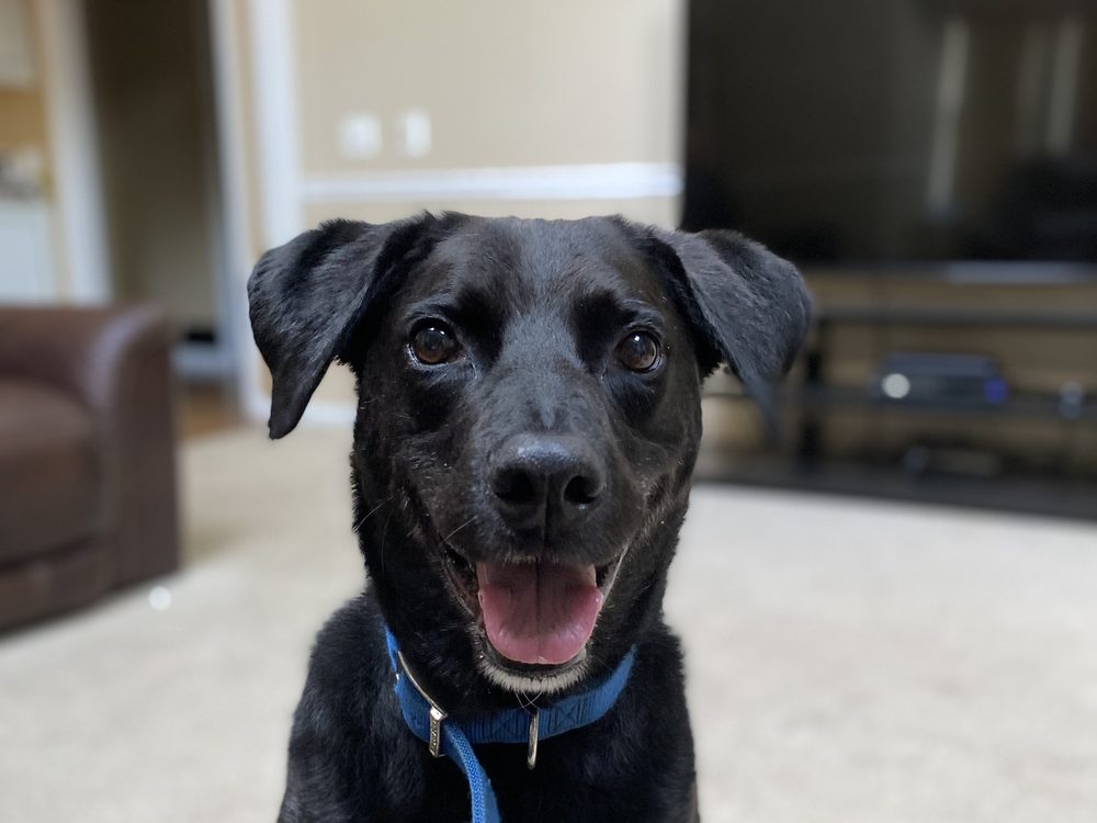 Axel, the rescue dog who inspired The Axee Bear Company, in 2013