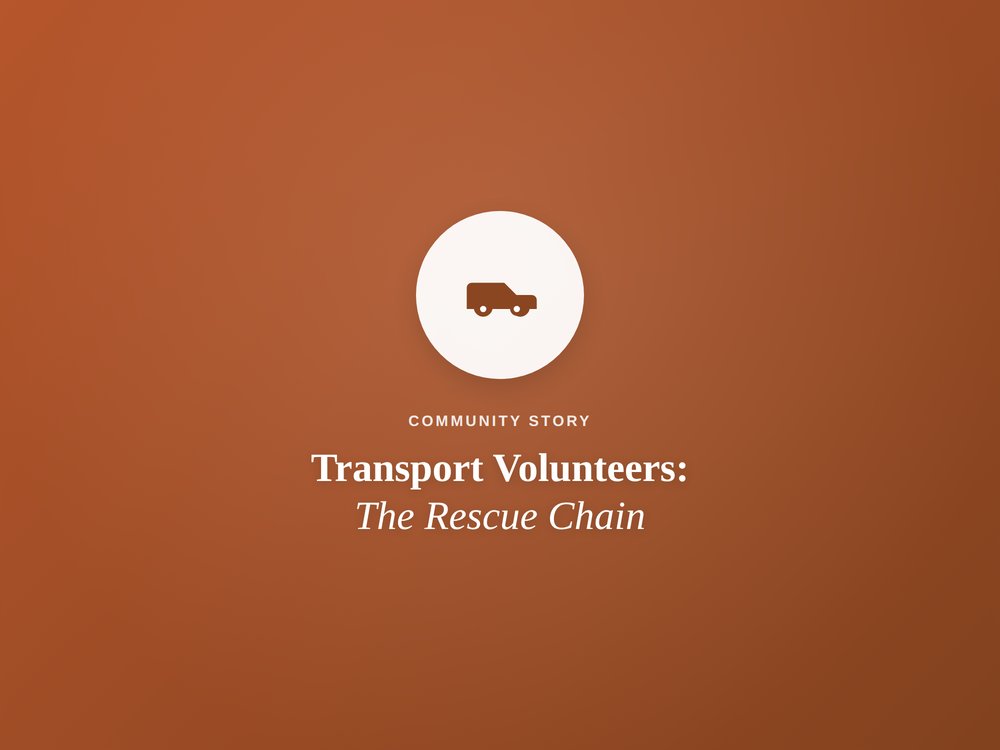 Volunteer story: transport volunteers